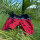 Brachial Badehose "Groove" schwarz/rot